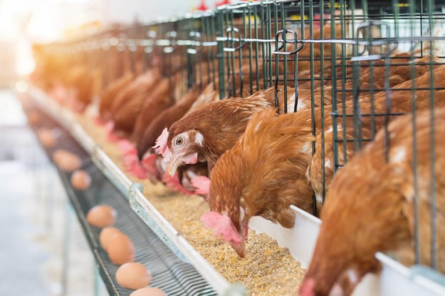 Food security: Poultry industry contributes over 25% to Nigeria’s GDP — FG