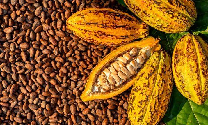 Insight: Chocolate prices to keep rising as West Africa’s cocoa crisis deepens