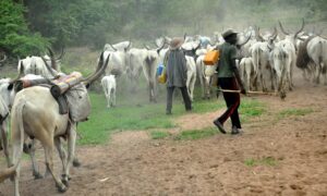 Open grazing