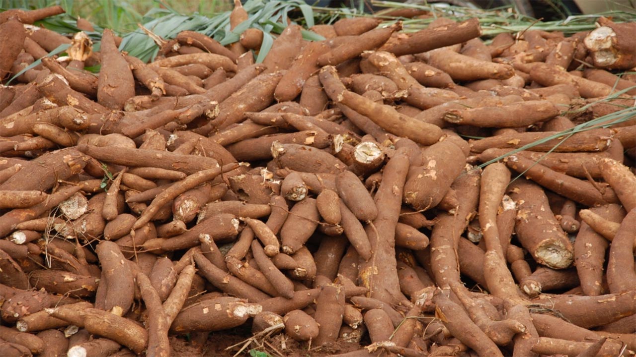 cassava