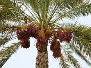 Date palm