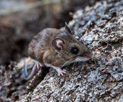Evacuations planned as suspected hantavirus outbreak traps 150 on ship off Cape Verde, as three confirmed dead